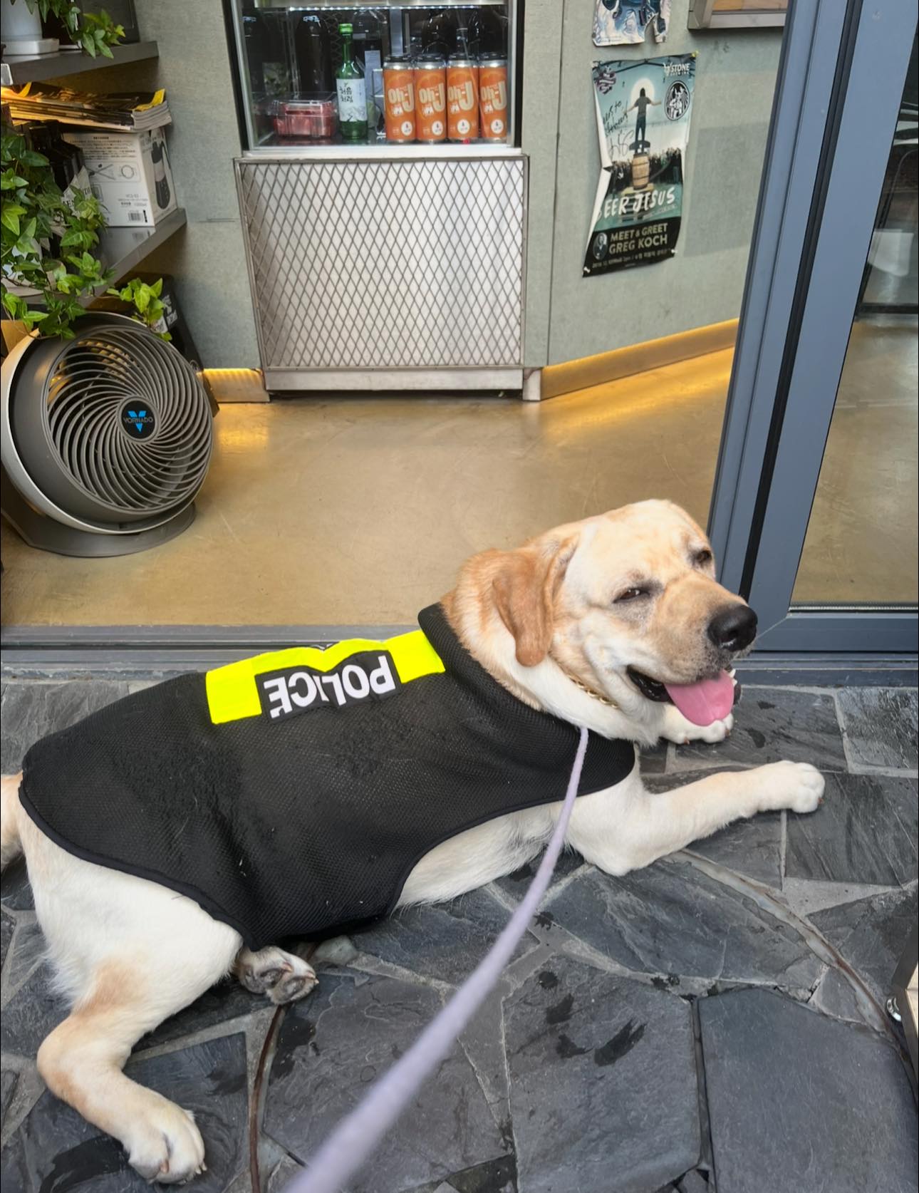 Dobby Bambii labrador