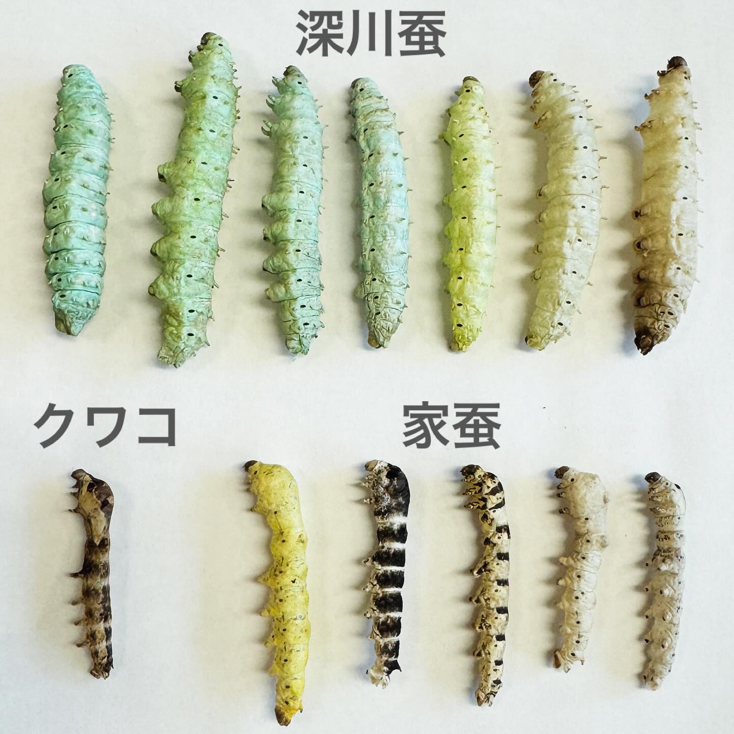 WILD - 深川蚕とクワコと家蚕の標本 深川蚕の5齢幼虫 クワコの5齢幼虫 カイコの5齢幼虫 美しい標本が出来ました。 ミュージアムにて実物 ...