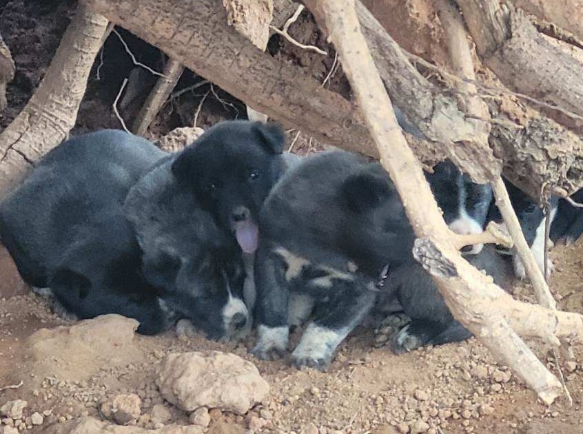 Athenspets - There is a divide in the sheltering world between those ...