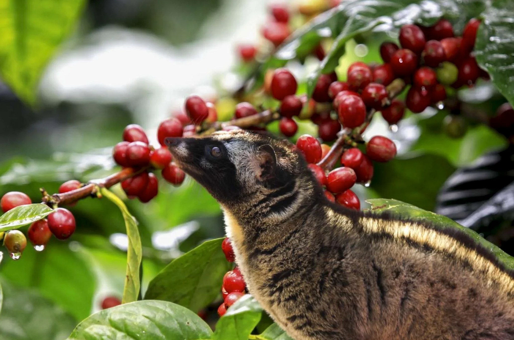 KAPE MUSANG.. Did you know? The World's Most Expensive Coffee