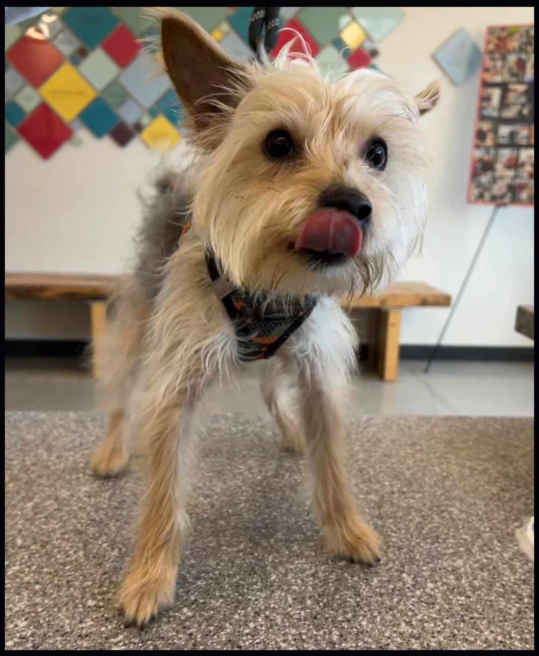 Humane - **Happy Update: ADOPTED!** Meet Zeus! This handsome 1 year old ...