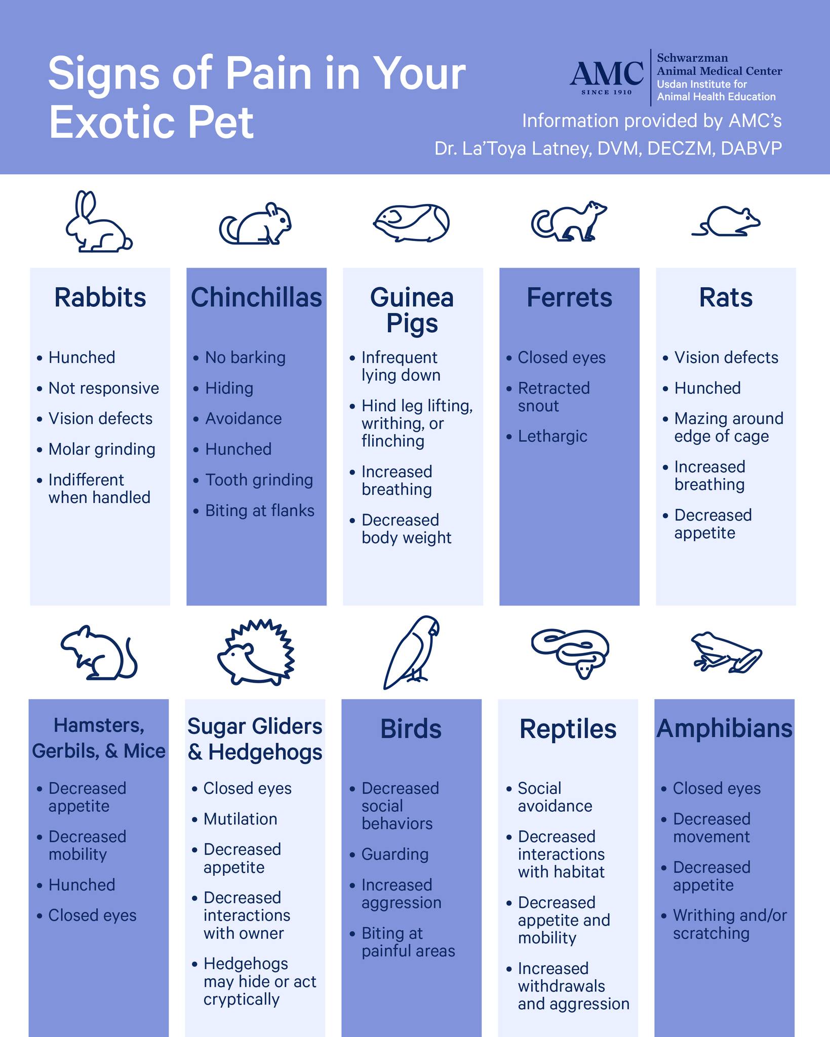 The Anaesthesia Vet