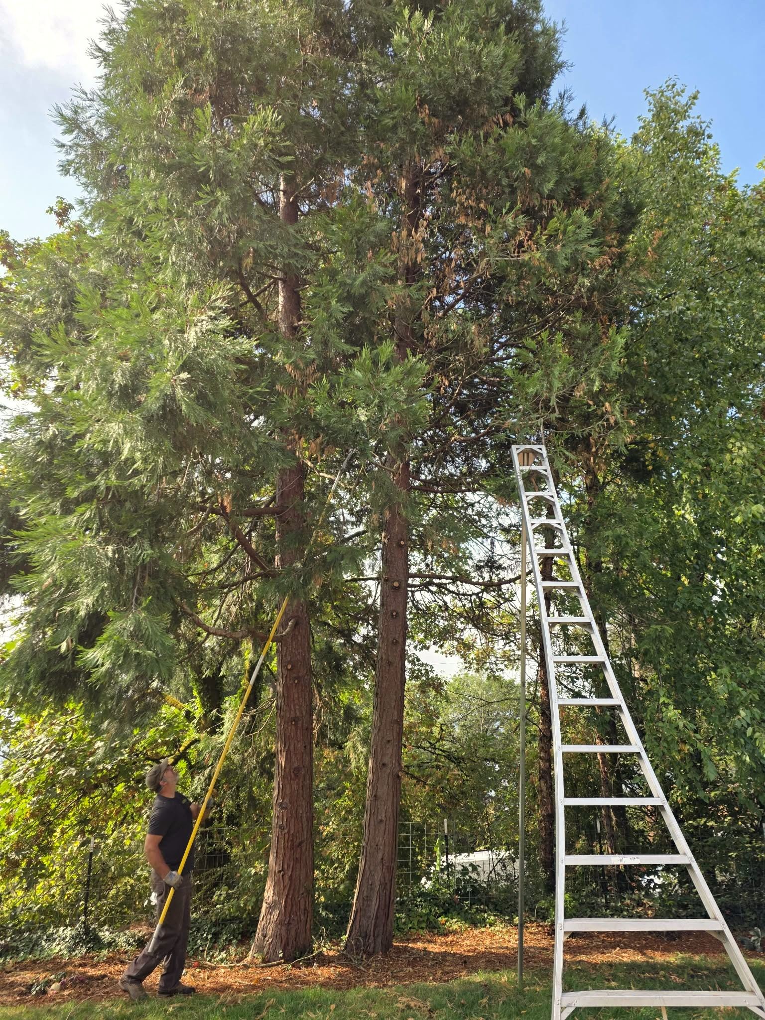 Restoration Pruning | Camas WA