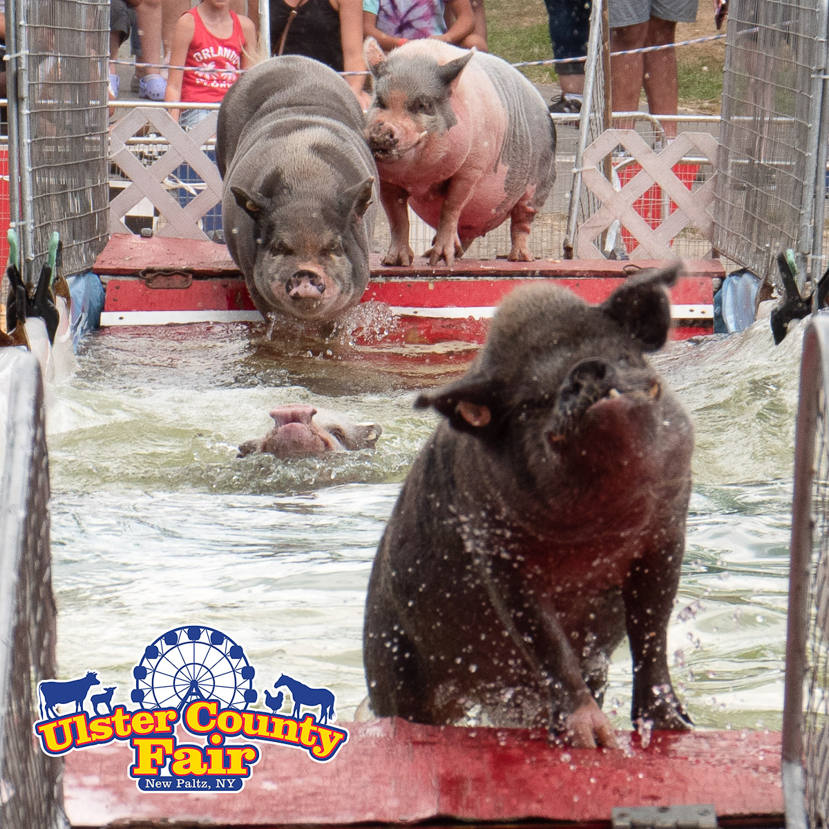 The original Robinson’s Racing Pigs!... - Ulster County Fair