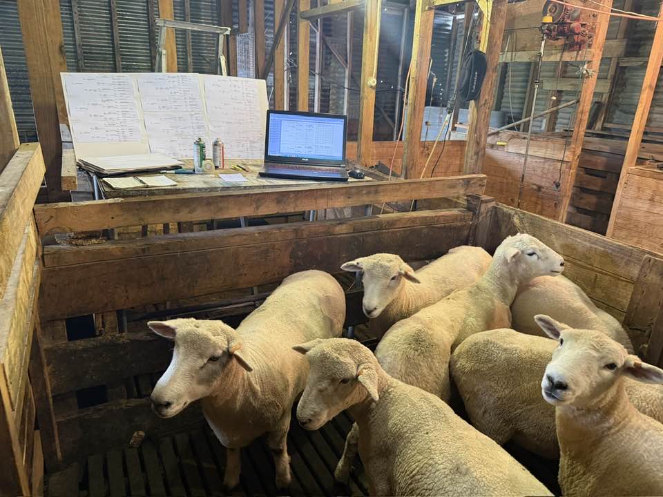 Aurora Romney Stud | Dunedin