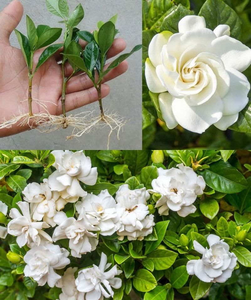 Dietas - Cómo reproducir Gardenia a partir de esquejes (rama) y sus ...