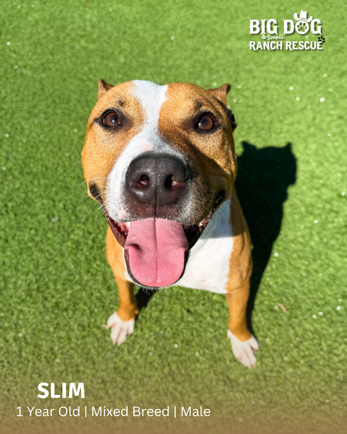Big Dog Ranch Rescue | Loxahatchee FL