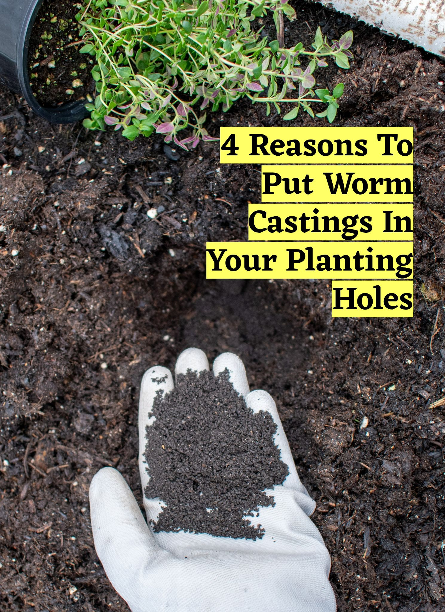 Herbs & Oils World - Yep, worm poop! You'll want to get yourself a BIG ...
