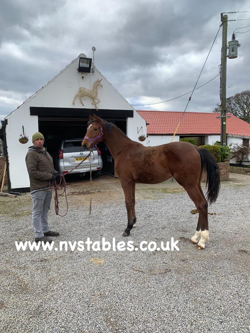👀Patience is a virtue!🐎 Stanley 🐎 Lacarno 62 x Pachino Yearling