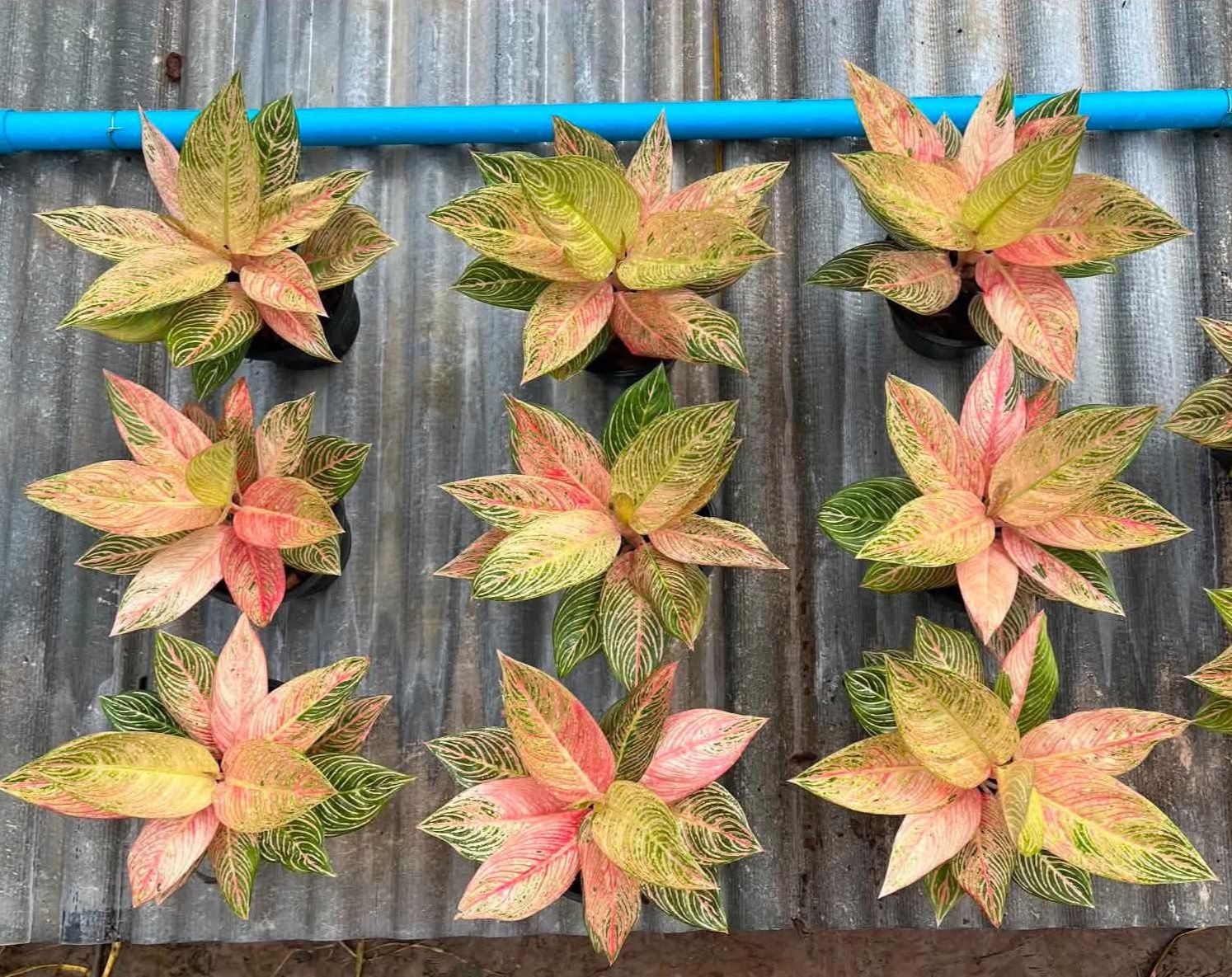 Aglaonema Pink Golden Hope for sale