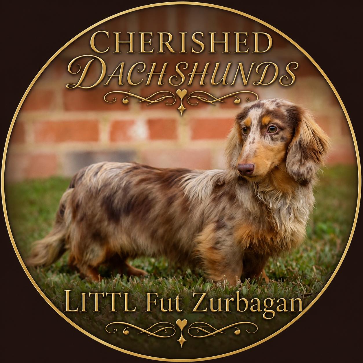 🐾 Let’s Talk About Numbers… and... - Cherished Dachshunds | Facebook