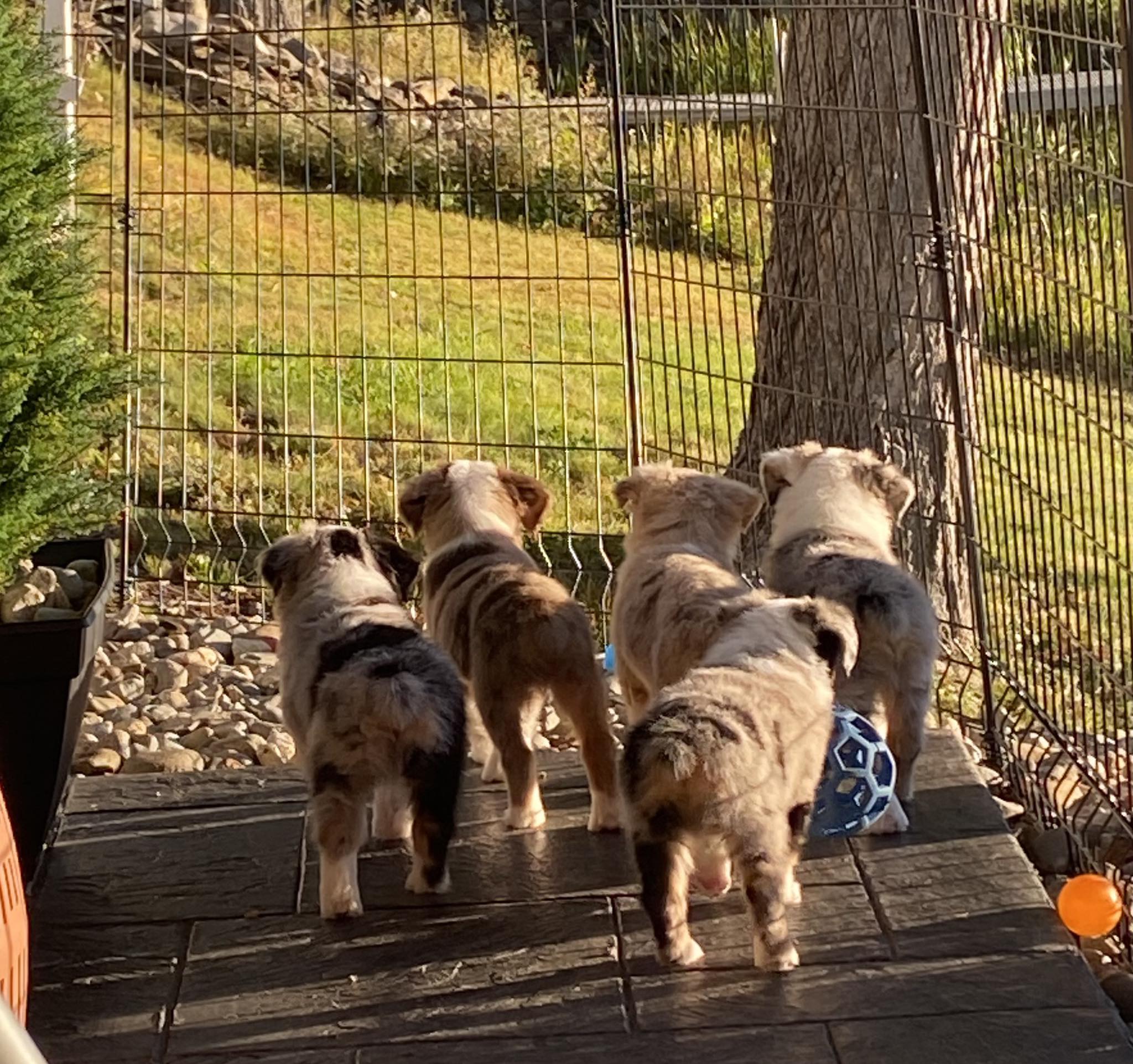 Sugar Maple Mini Aussies