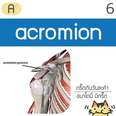 อนาโตมี่ - กรี๊ดกันวันละคำ หมวด A #6 acromion มาจากคำว่า akros - summit ...