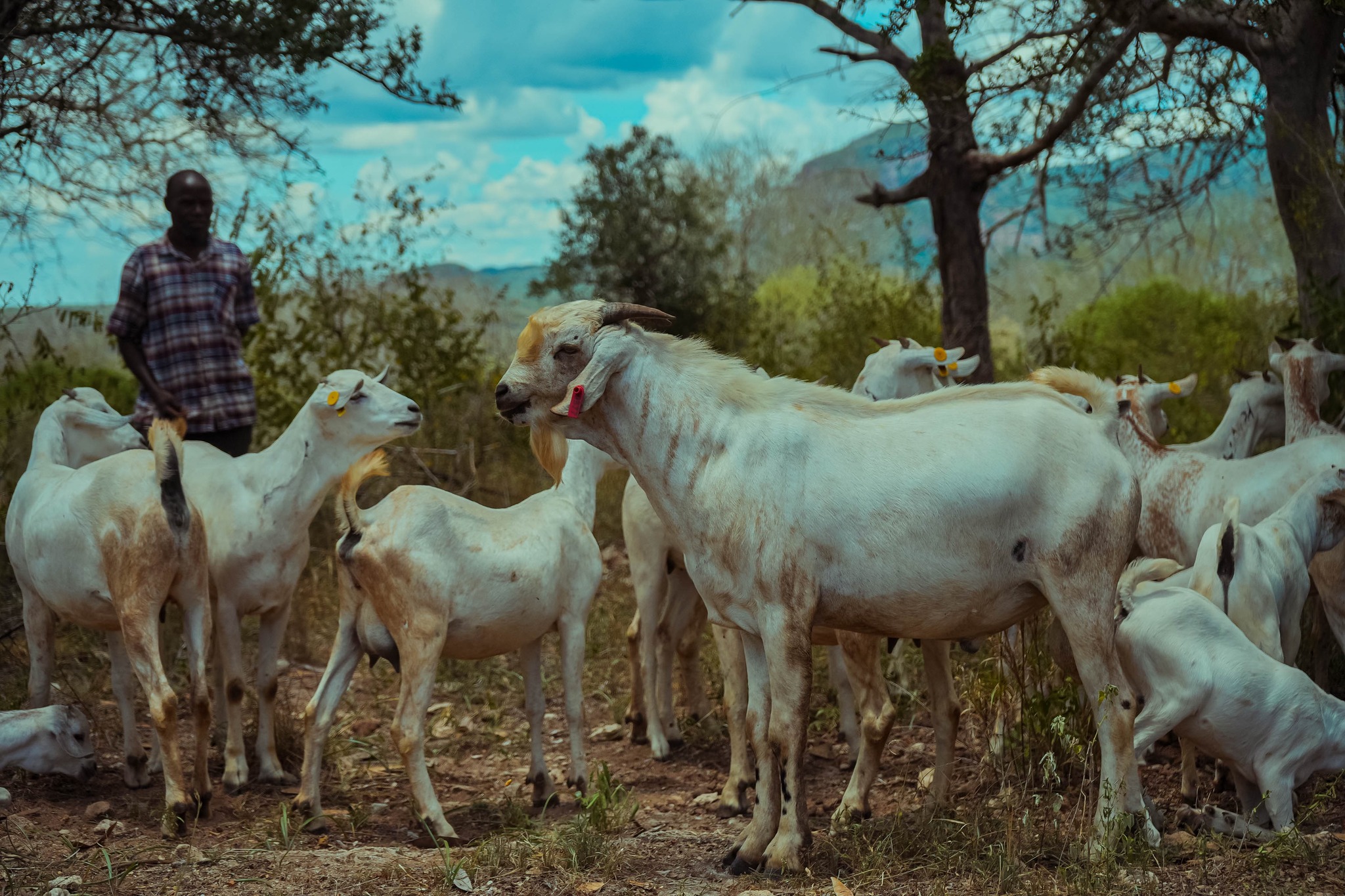 Mbale Ranching Company