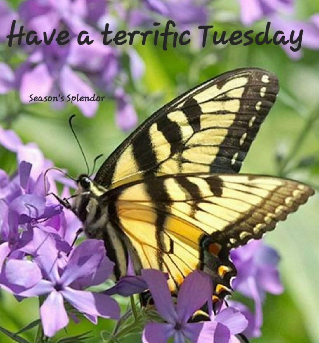 Season's Splendor added a new photo. - Season's Splendor