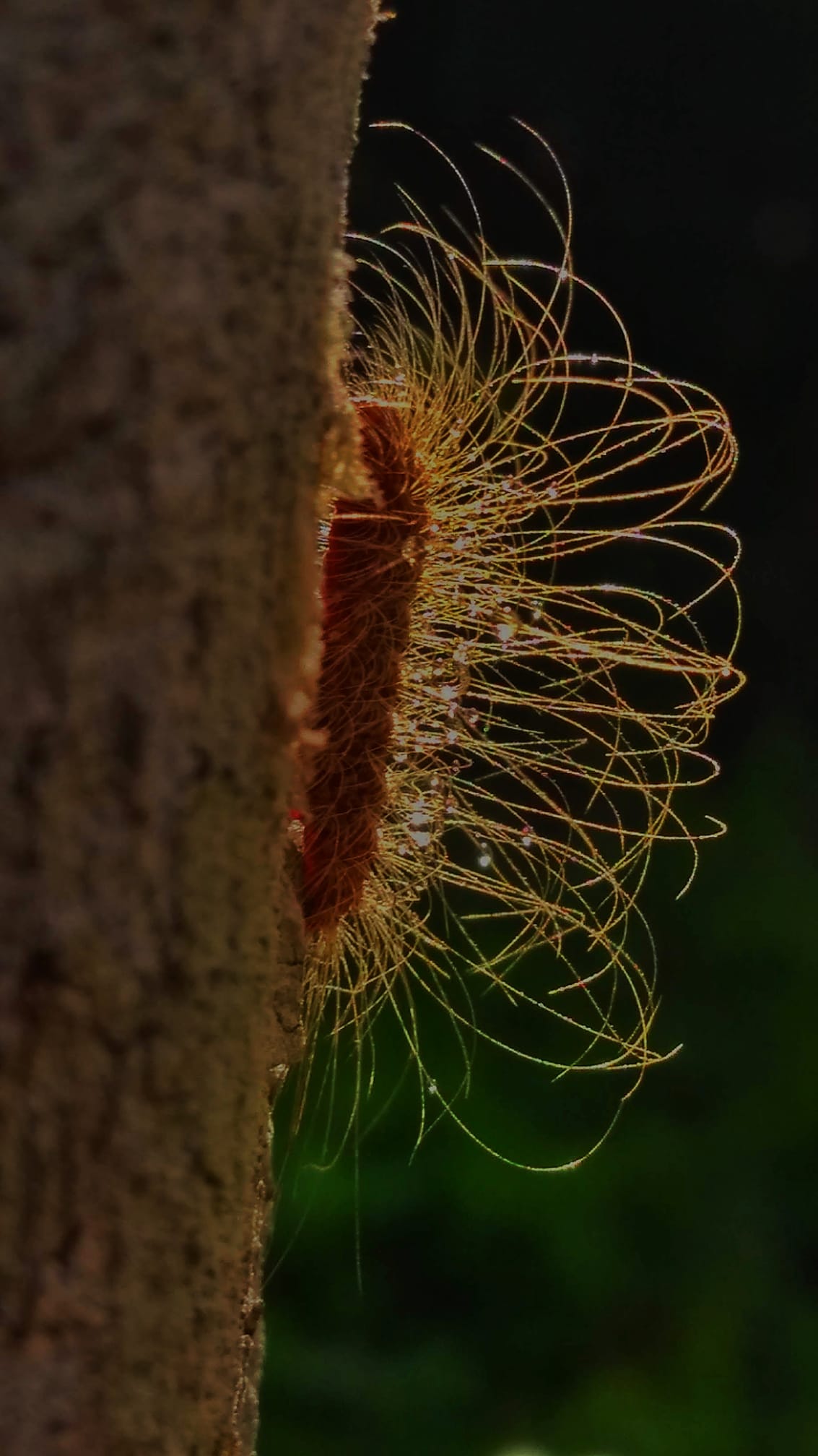 A Floresta - Tapurú. Uma Metamorfose Logo Vem
