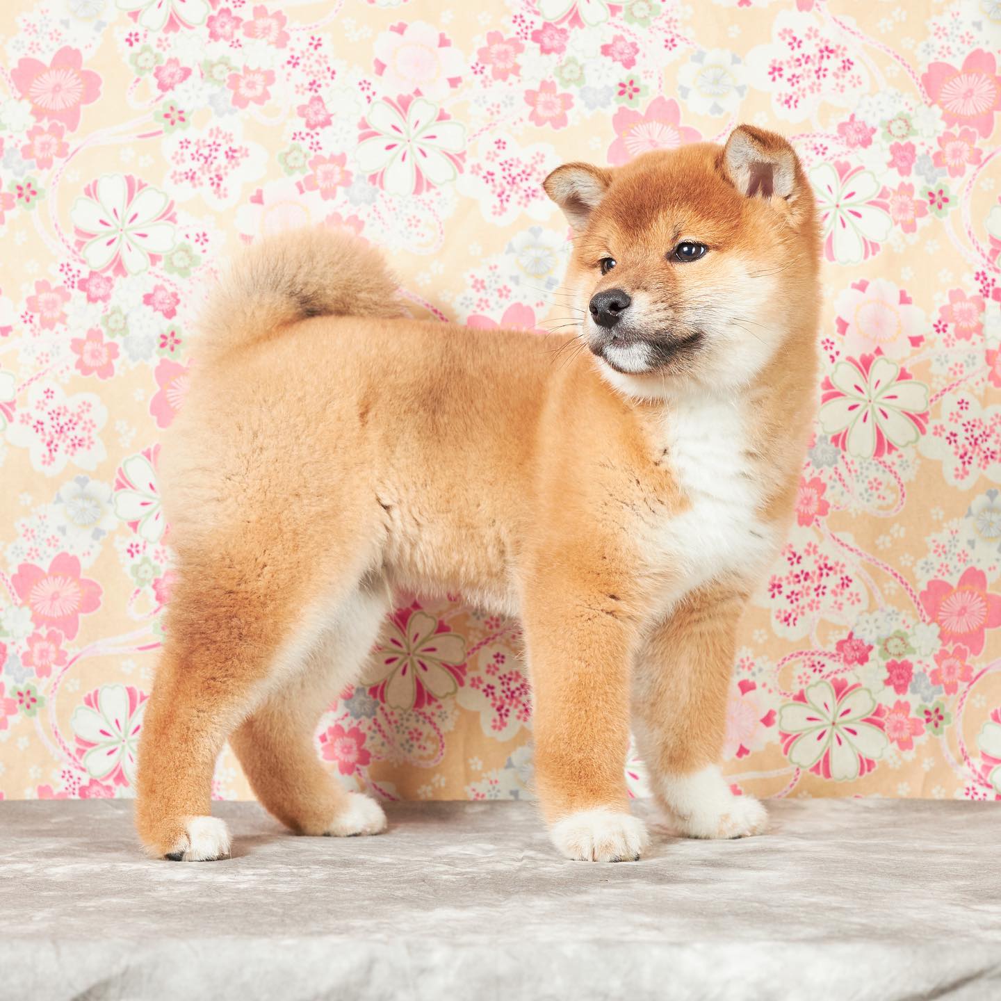 🐶 名前Name：勝満🐕 犬種Breed：柴犬/ Shiba Inu 🎨 毛色Color : 赤色