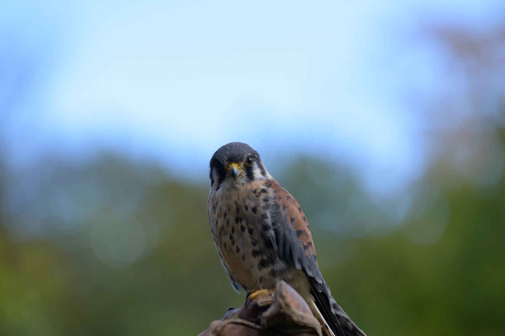 Niagara - The annual spring hawk migration is underway! Since 1975 ...