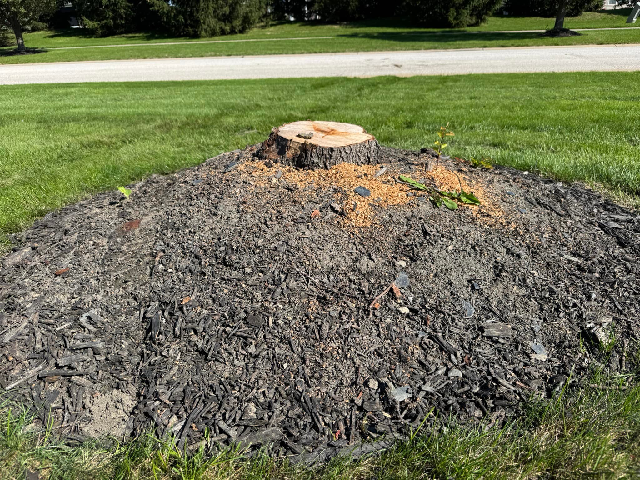 Rogue Tree Solutions | Smithville OH