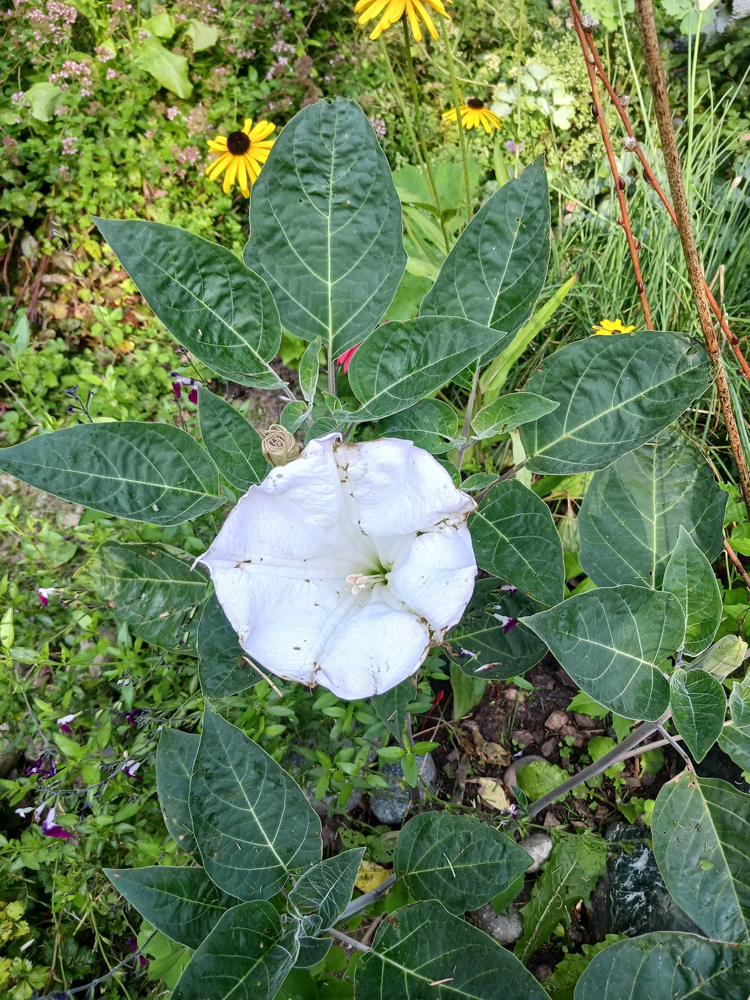 Datura species show