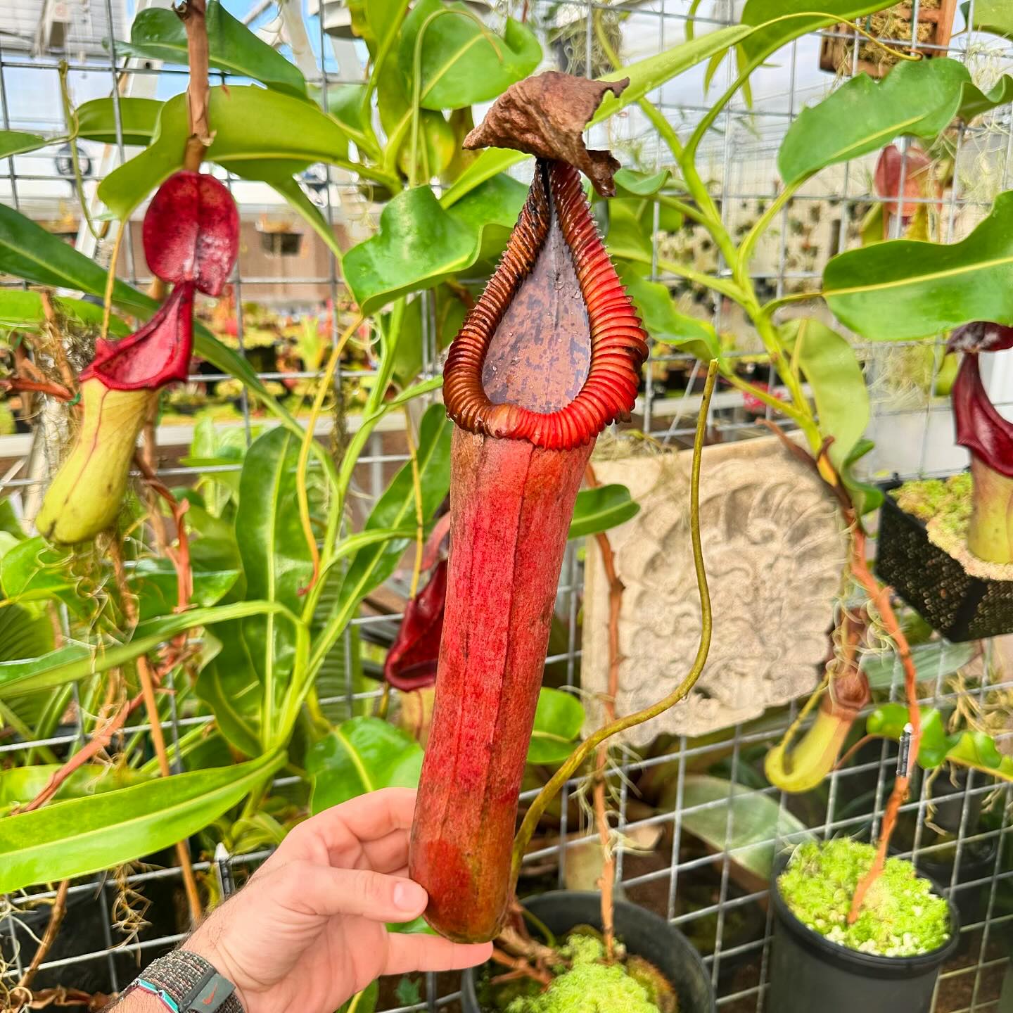 食虫植物N. edwardsiana x truncata N truncata-giant x edwardsiana at 30cm (12 inches). Still a long