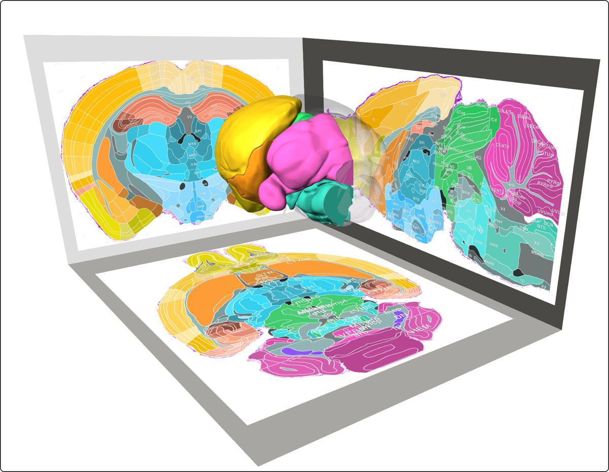 China - Scientists have created the most detailed 3D map of a mouse ...