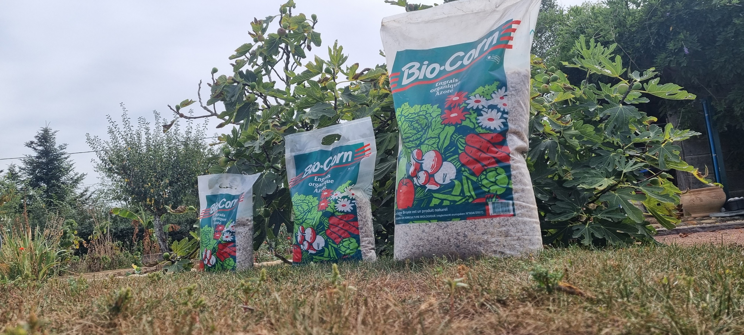 BIO CORN