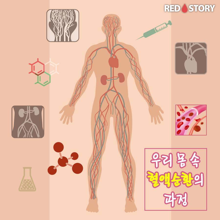 산소운반, 세포노화방지, 영양공급 등 신체 내 중요한 역할 맡고... - 헌혈 (대한적십자사 혈액관리본부) | Facebook