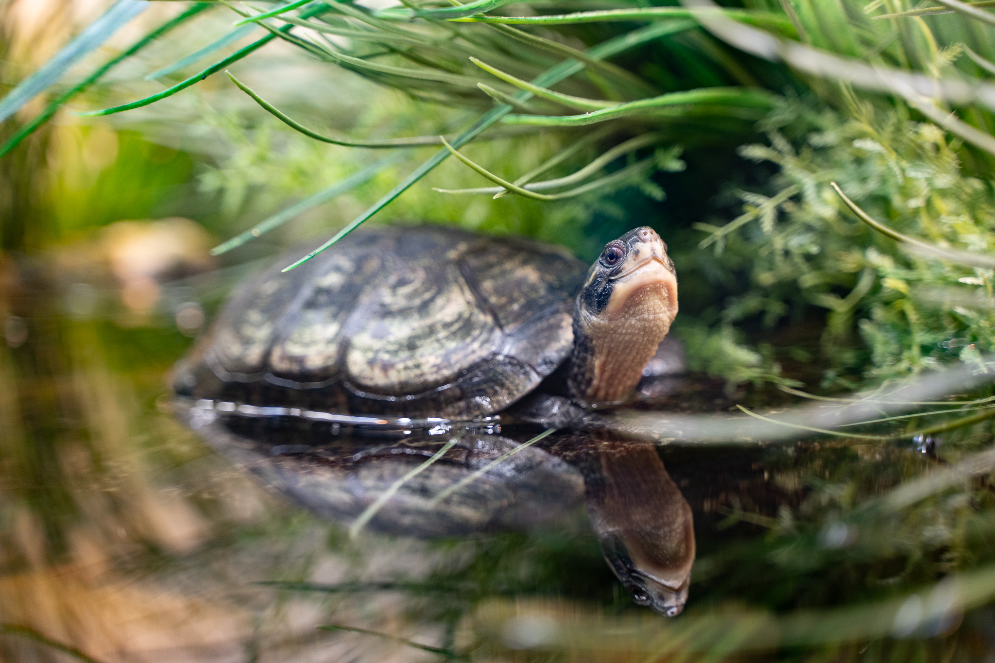 Sedgwick - Happy #TurtleTuesday from this Yellow Pond Turtle! 🐢 Native ...