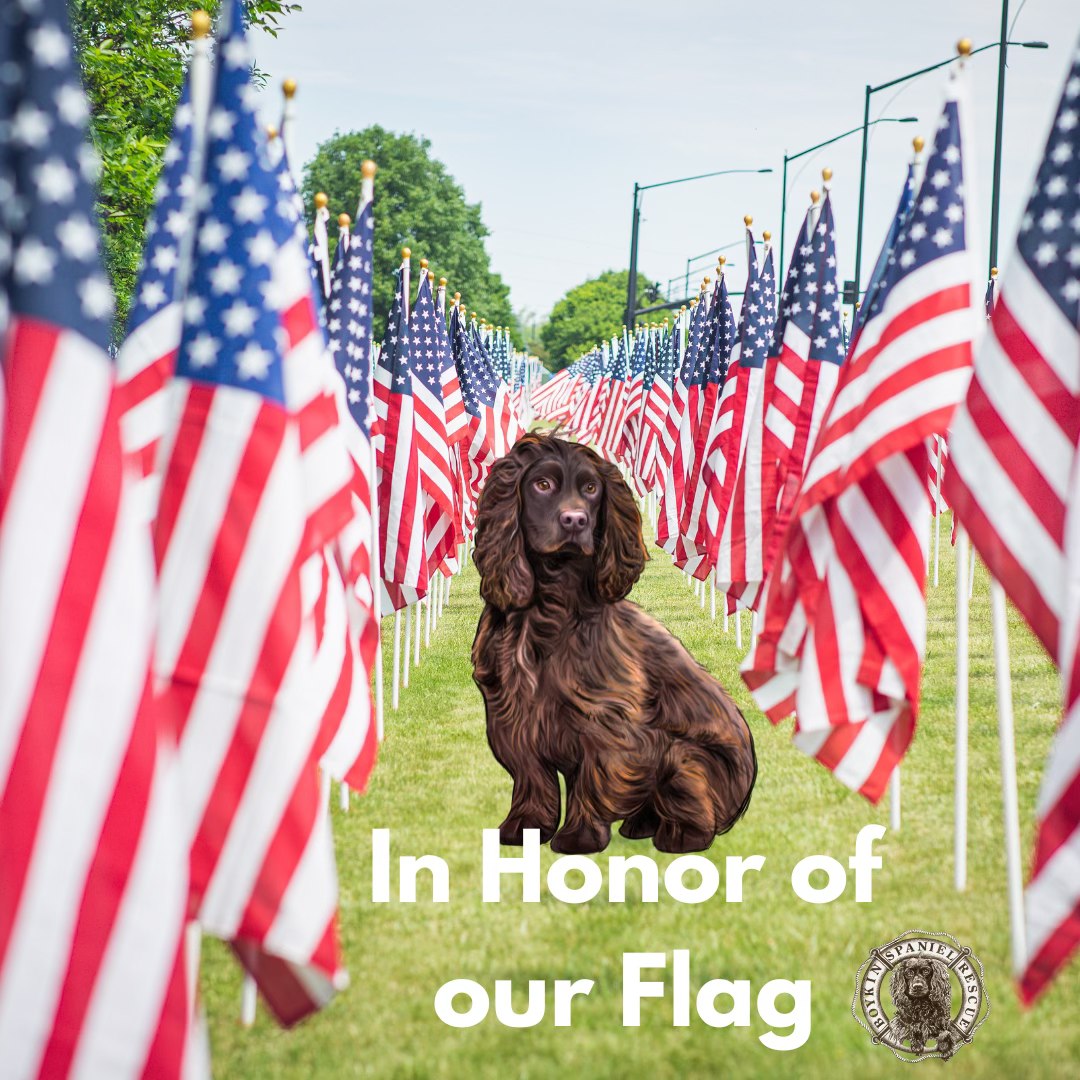 Boykin Spaniel Rescue, Inc. | Boiling Springs SC