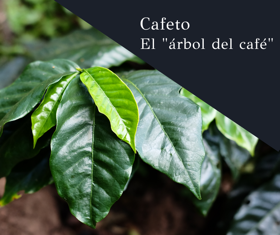 Cafeto Mila - Café de especialidad - La planta del café o cafeto es un ...