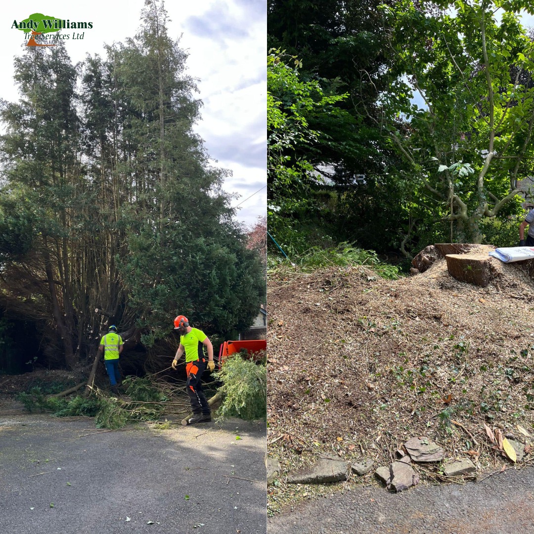 Andy Williams Tree Services