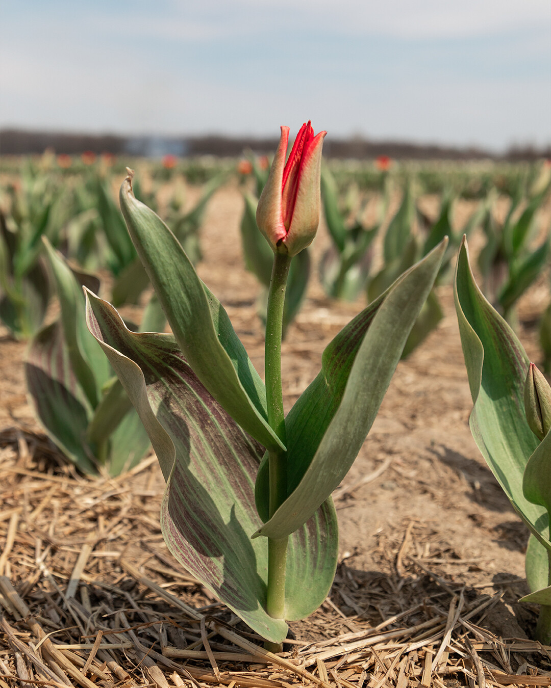 Blake Farms - Spring is putting on a full show at the farm... | Facebook
