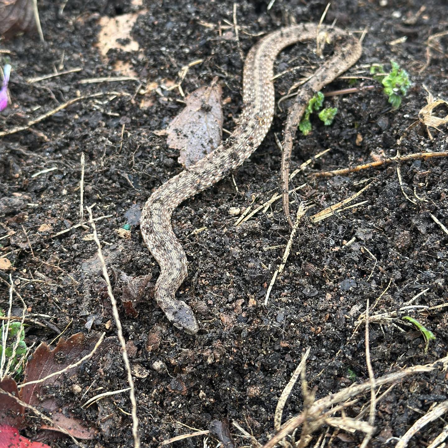 Southern - While prepping a community garden bed to plant radishes and ...