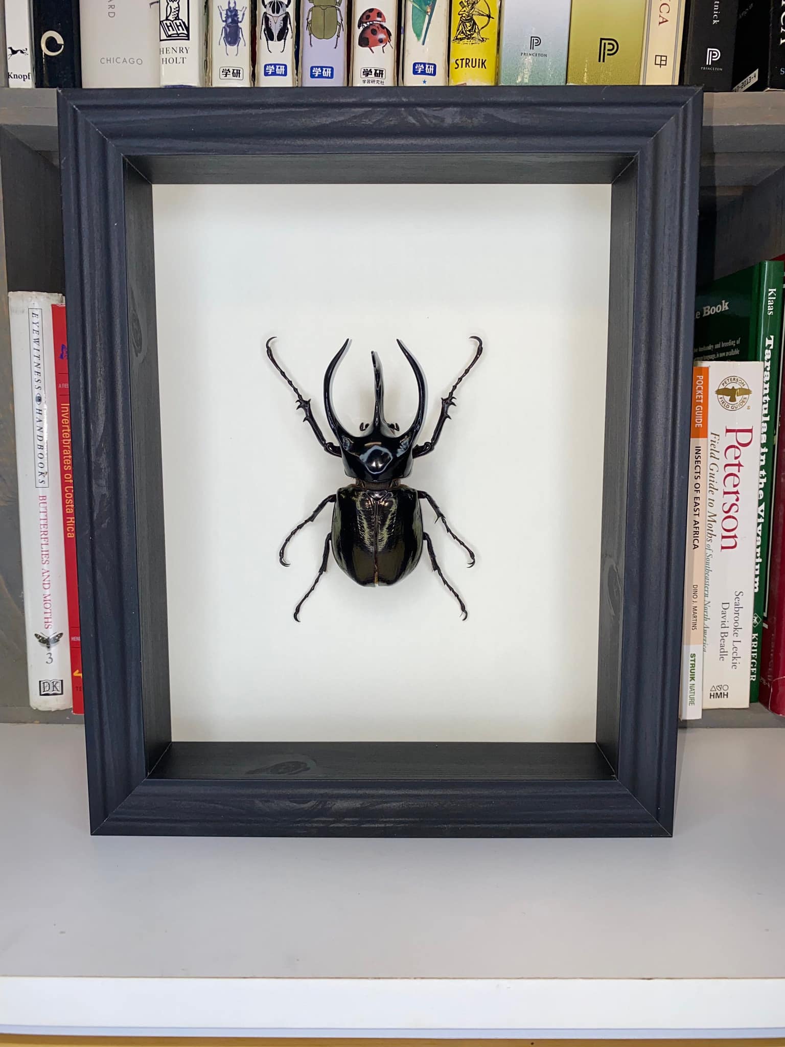 Atelier Insecta