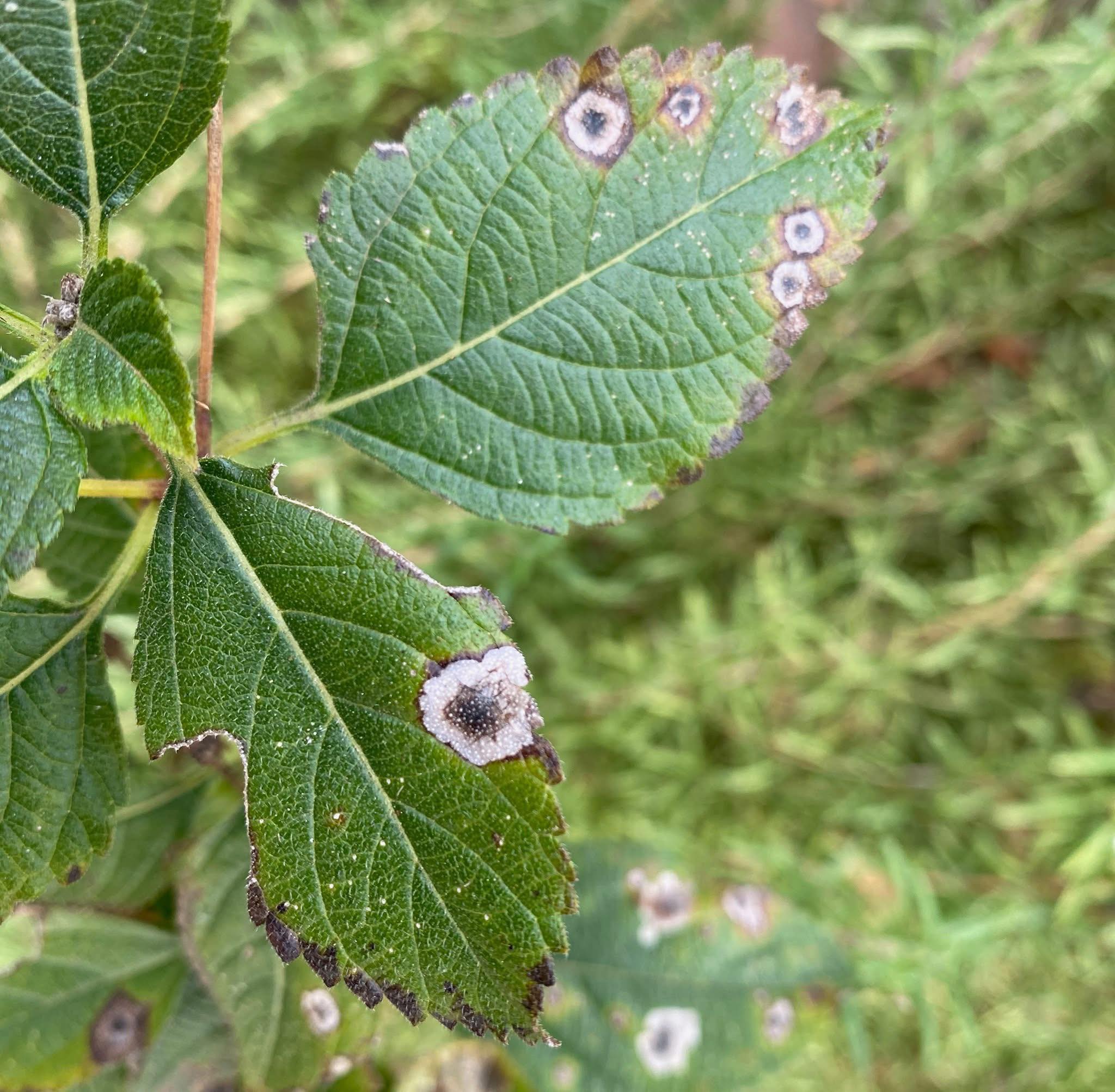 UC - Botrytis Blight (Gray Mold) Gray mold (Botrytis and Botryotinia ...