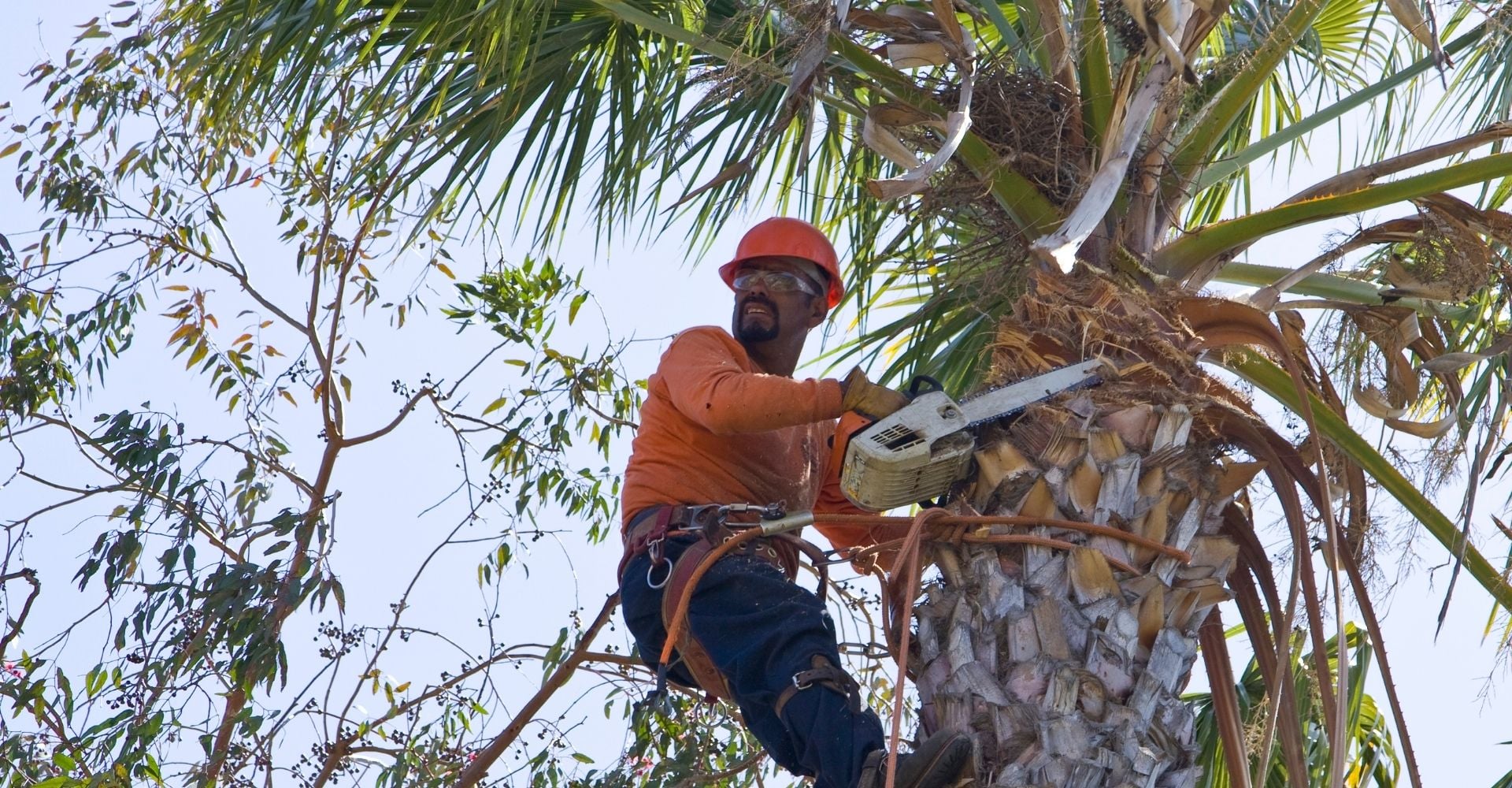 ArborSD Tree Service | San Diego CA