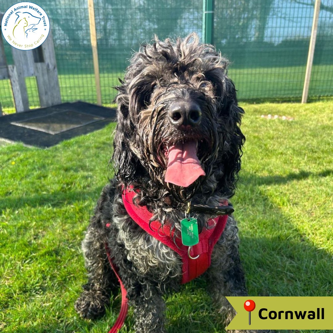 National - Meet Merlyn, the quirky outgoing Cockapoo looking for ...