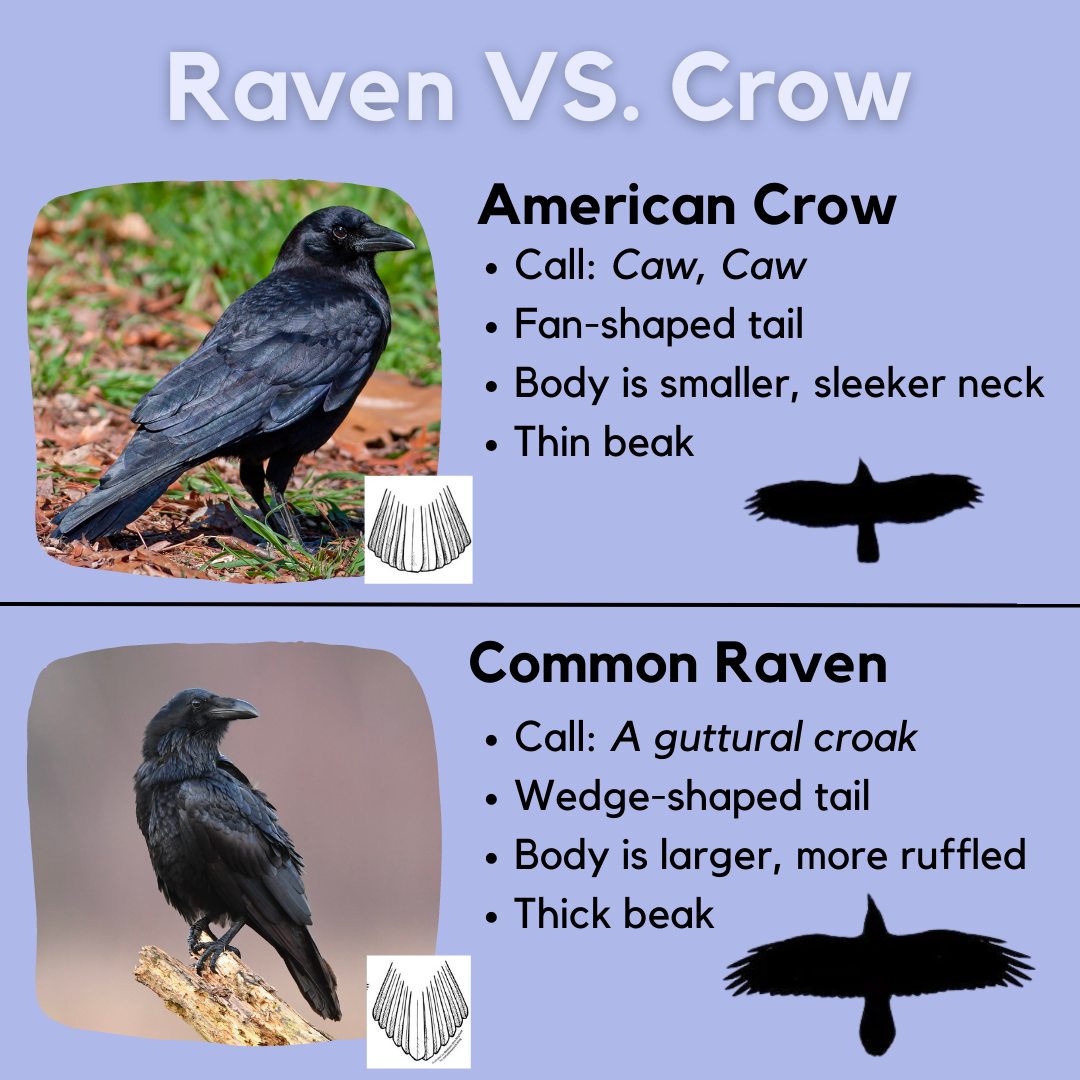 Is that a Raven or a Crow? Use this... - Science, Naturally!