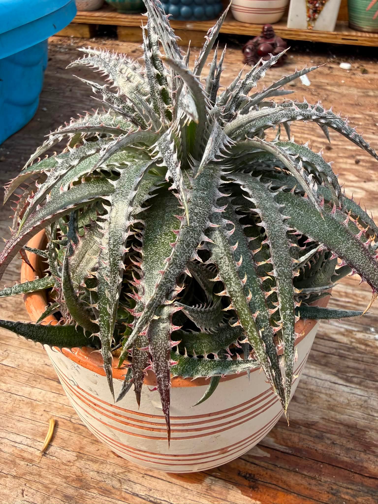 Our Dyckia hybrid from Steve Super Gardens has gotten so big over