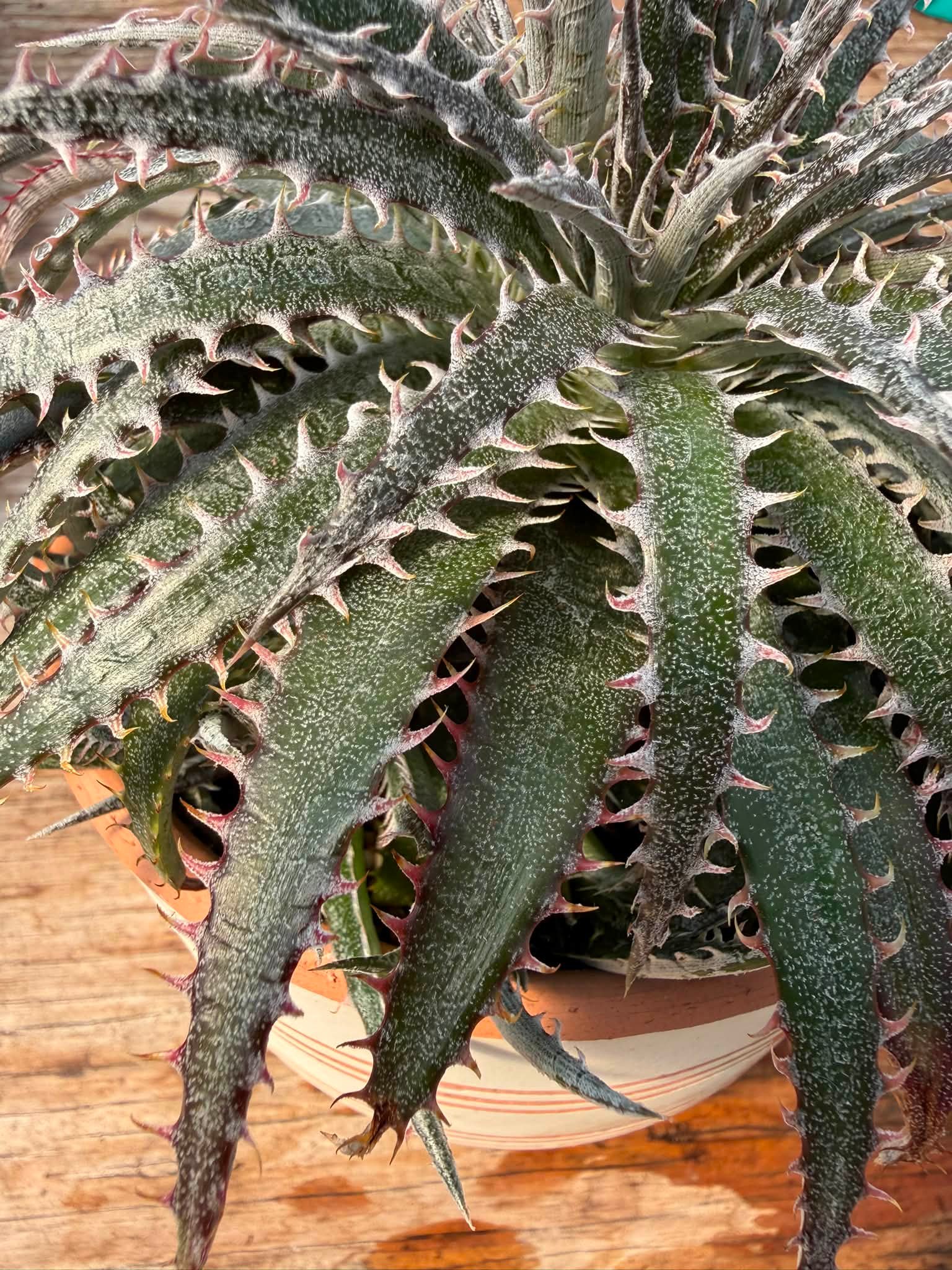 Our Dyckia hybrid from Steve Super Gardens has gotten so big over