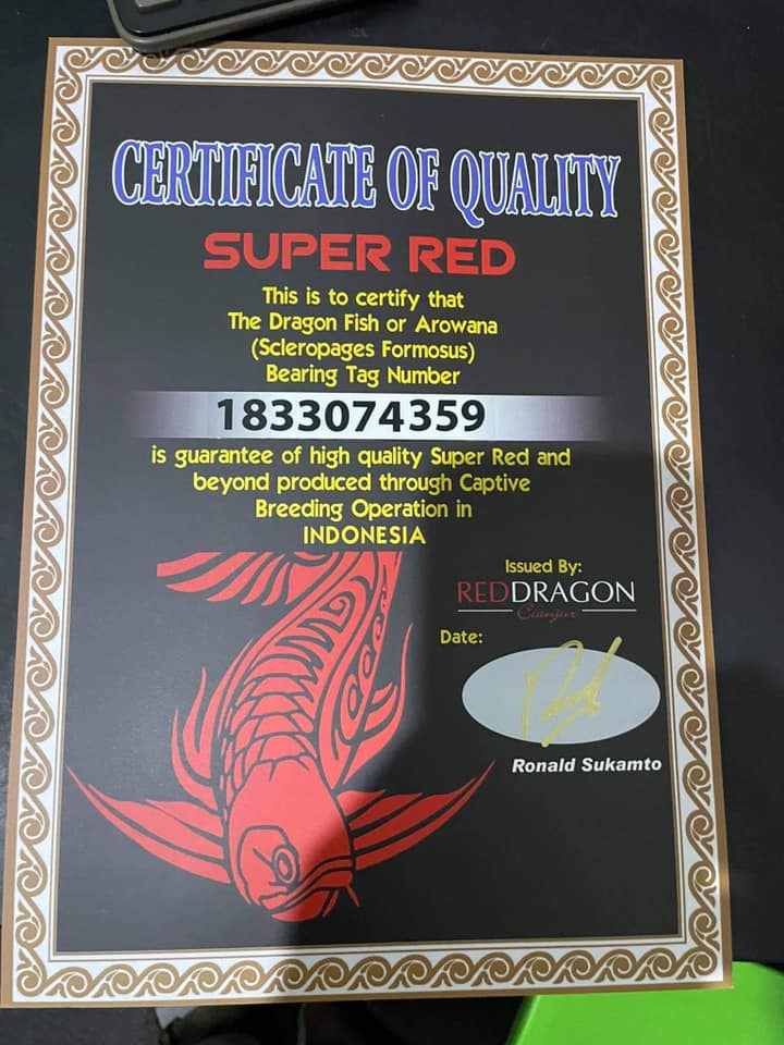 Cebu Fish World - Super Red Arowana RDC Farm 8-9” #4267...