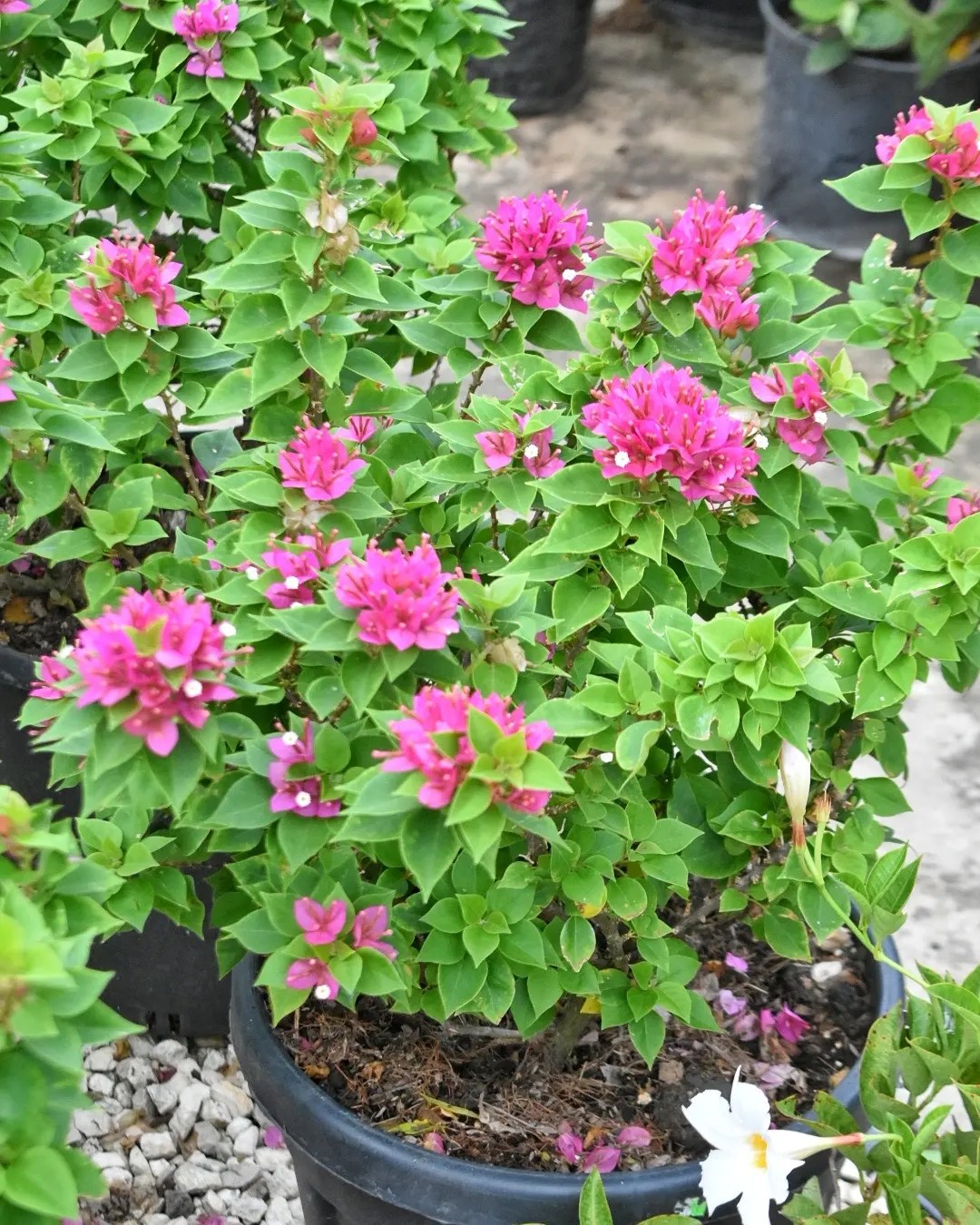 Trinitarias con... - Vivero y Jardineria Fortunato SRL