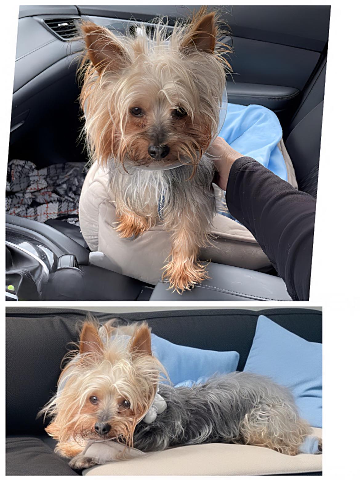 Project - ️ADOPTED ️ Hi everyone! My name is Howie and I need help. I ...