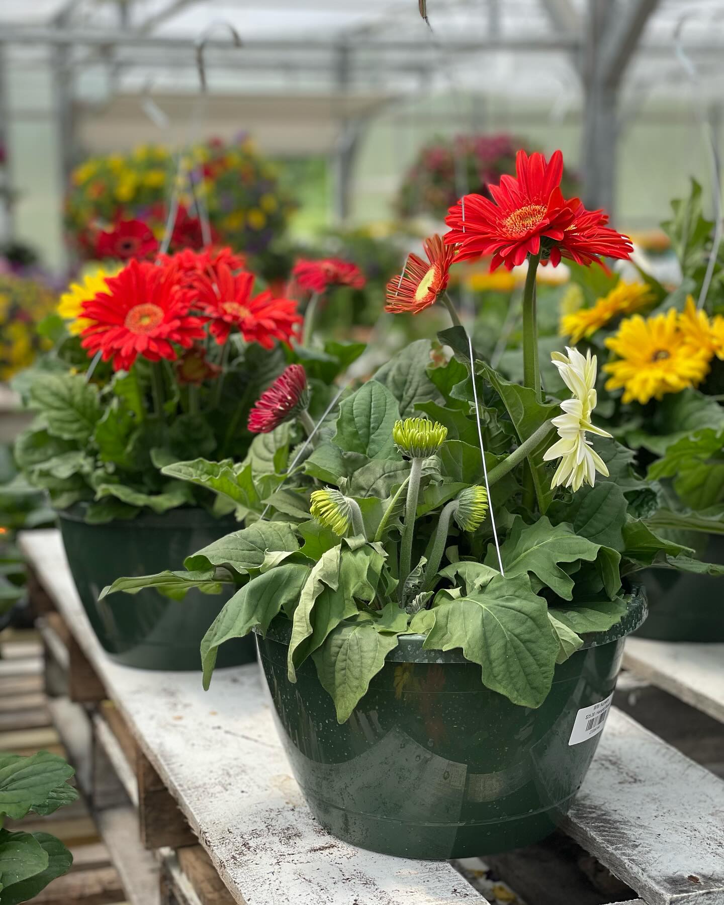 Redefined Roots Garden & Greenhouse