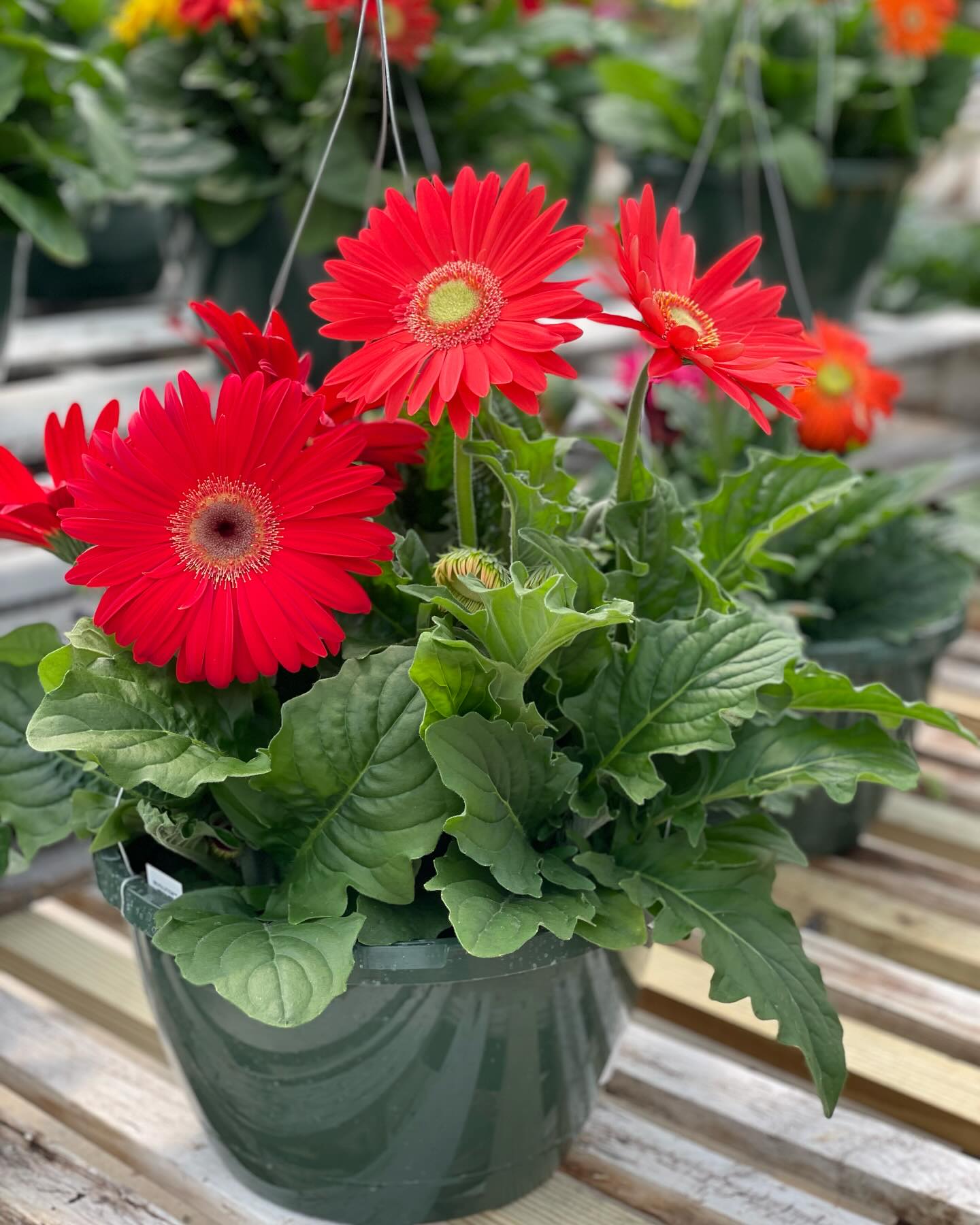 Redefined Roots Garden & Greenhouse