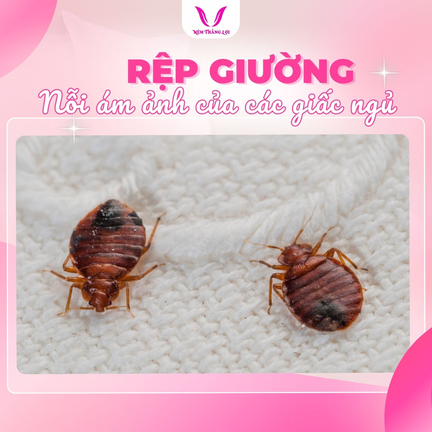 RỆP GIƯỜNG - NỖI ÁM ẢNH CỦA... - Công Ty Nệm Cao Su Thắng Lợi