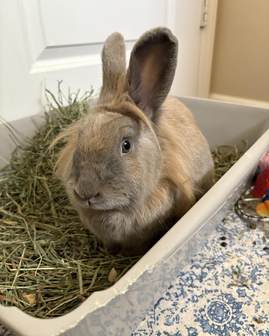 Rabbit Angels Rabbit Rescue... - Rabbit Angels Rabbit Rescue