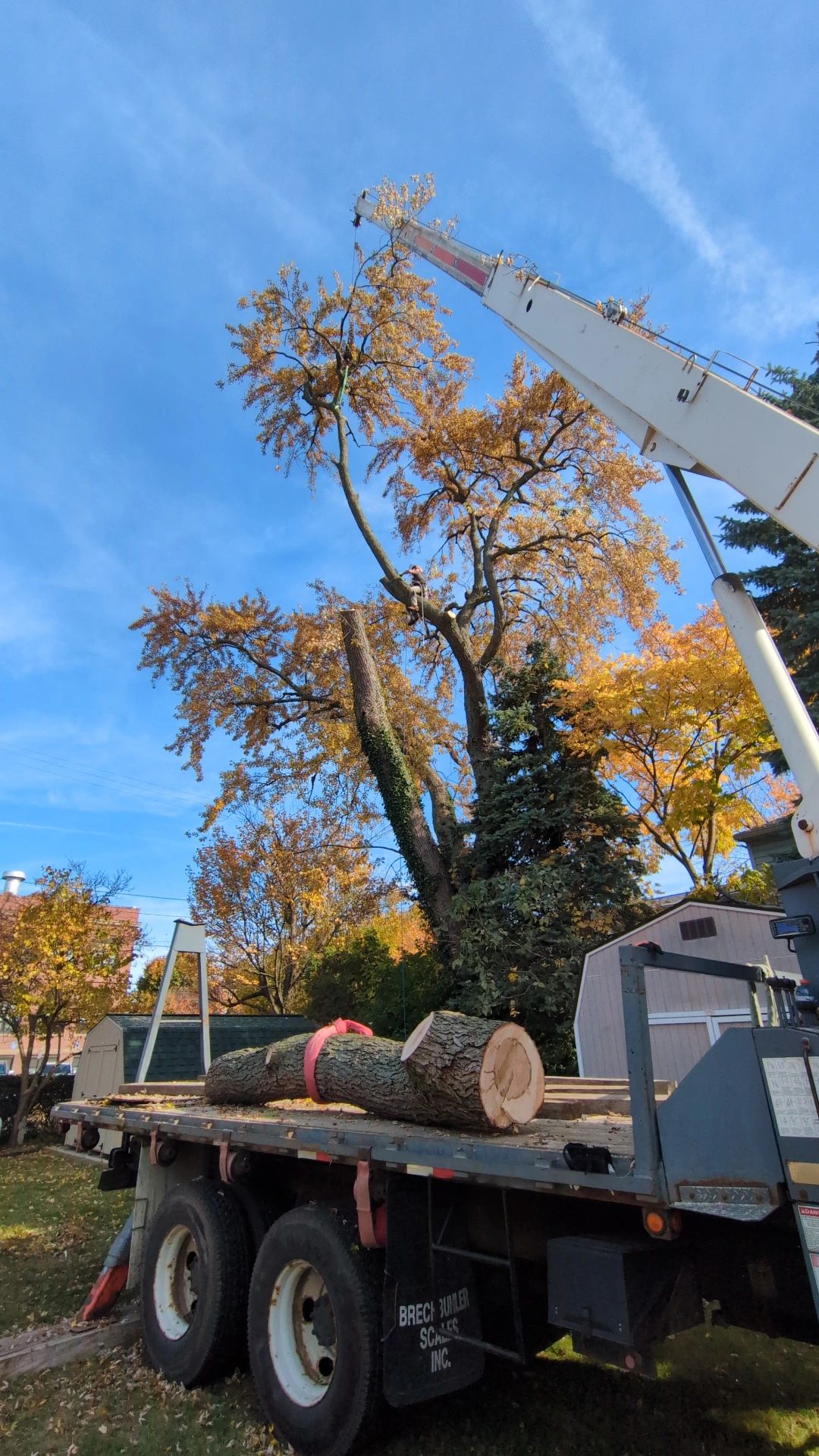 Al's Tree Service Llc. | Lake County OH