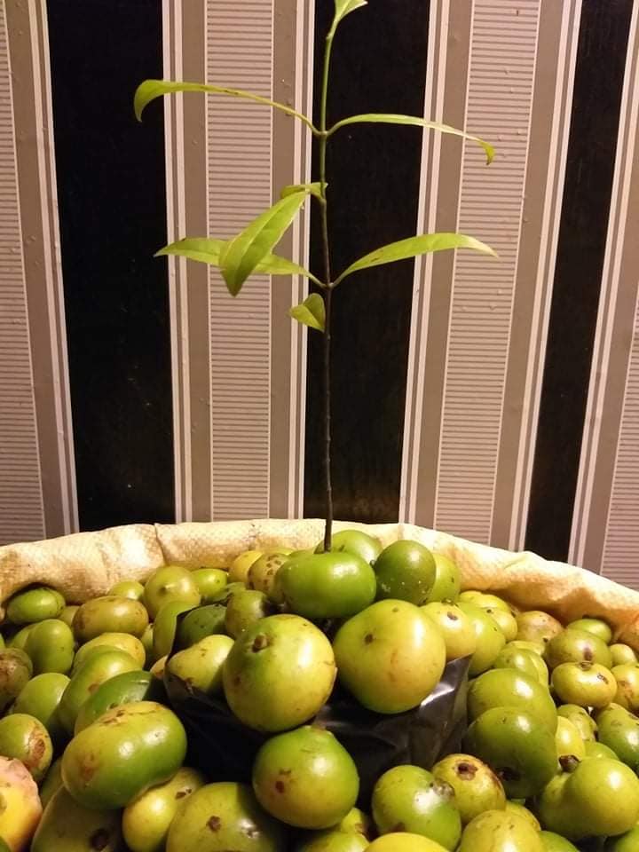 PROTO Batwan Seller added a new photo. - PROTO Batwan Seller